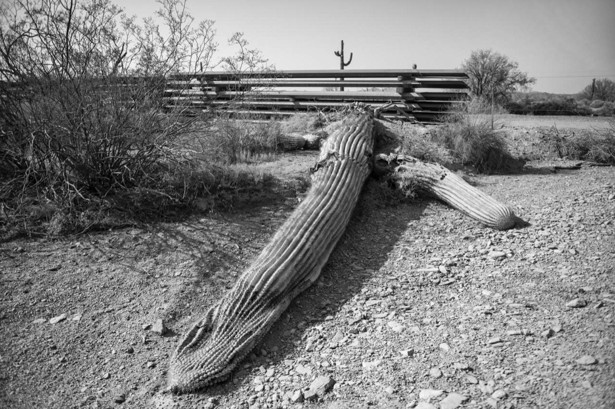 Organ pipe cactus